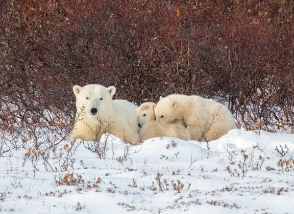 polar bears with cubs
