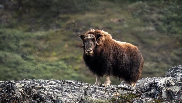 Greenland_Ivittuut_HGR_163865_Photo_Tommy_Simonsen