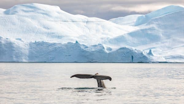 Ilulissat_Greenland_HGR_158497_Photo_Ted_Gatlin