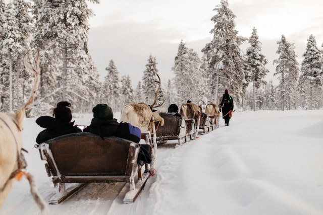 Reindeer Safari 3