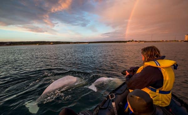 belugas and rainbow experiential