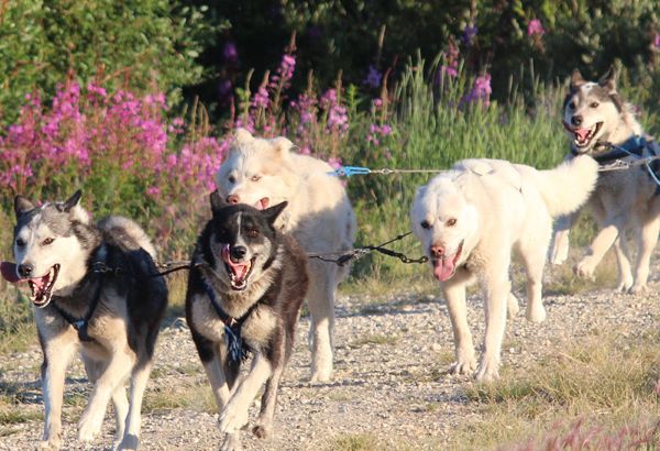 husky dog cart