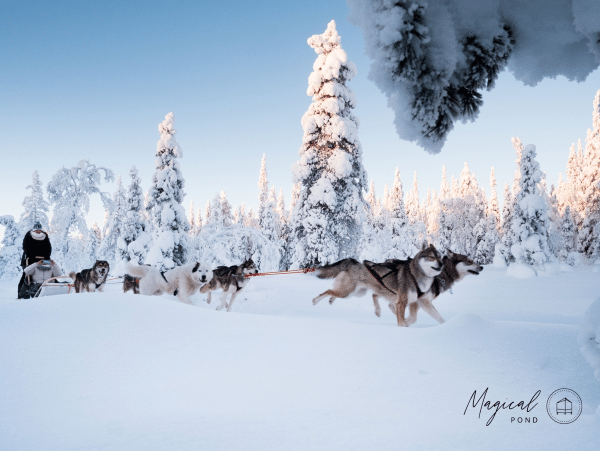 Magical-Pond-activities-husky-safari-3