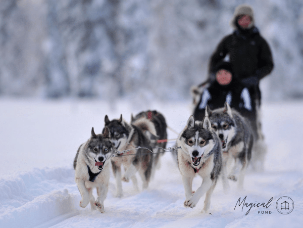 Magical-Pond-activities-husky-safari-4