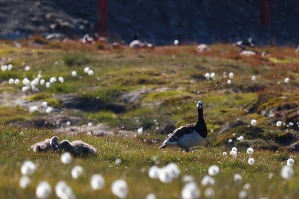 Barnacle_goose_Polar_summer__HGR_163224_Foto_Eveline__Lunde