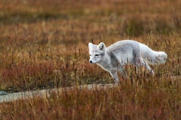 Polar Wonders: Svalbard in Summer