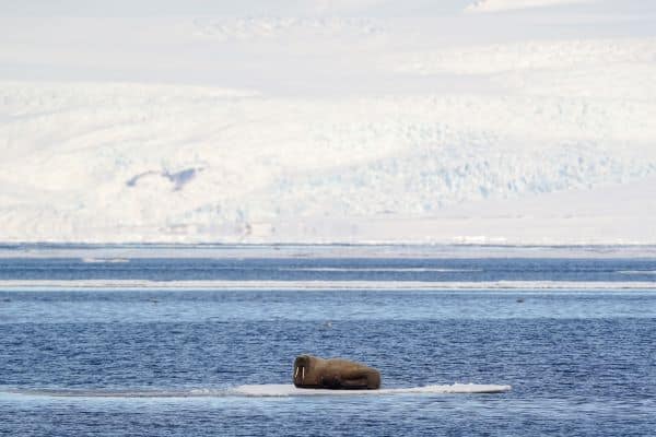 Hurtigruten-Svalbard-MSBard-Pyramiden-Photo-Daniel-John-Benton-12-29591951-Photo_Daniel___John_Benton
