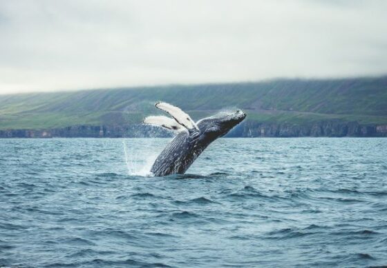 Whale Watching and Highlights of Iceland