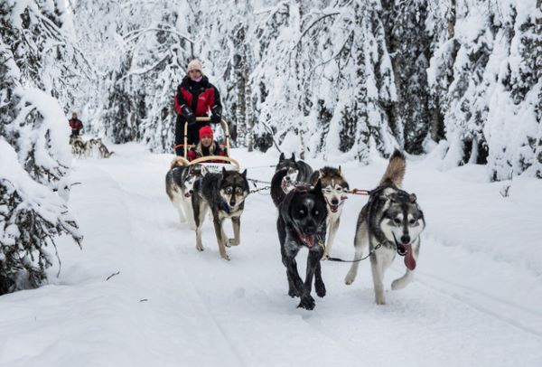 huskykoirat