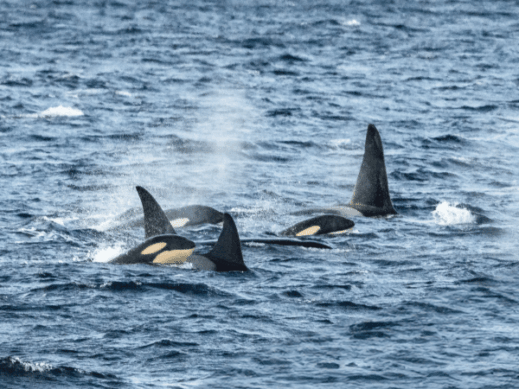 Culture Fjords and Whales in Tromso