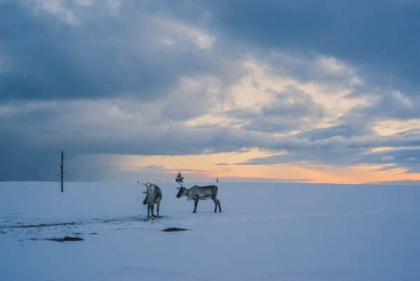 reindeer_on_a_fell