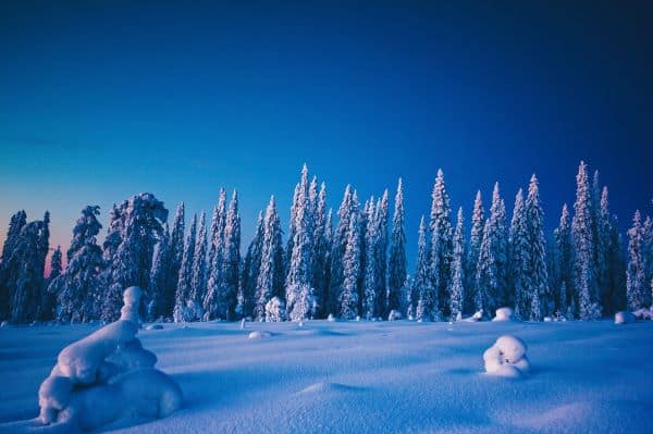 winterlit_candletrees_ii_edit