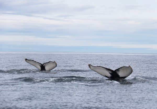 Arctic-Adventures-Dalvik-Whale-Watching-7