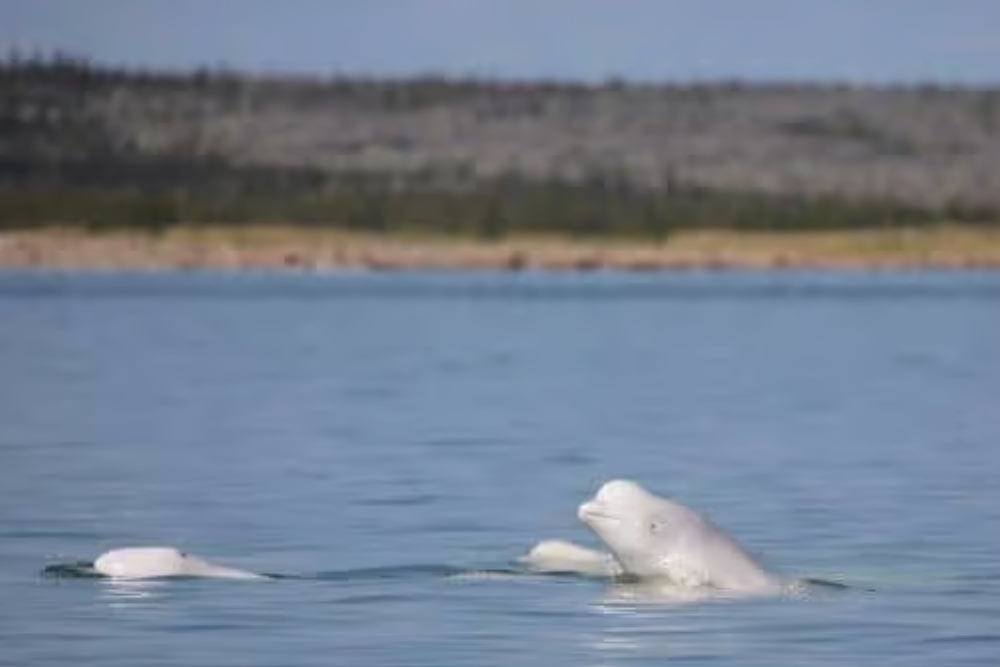 Close-up-of-Beluga-Whales