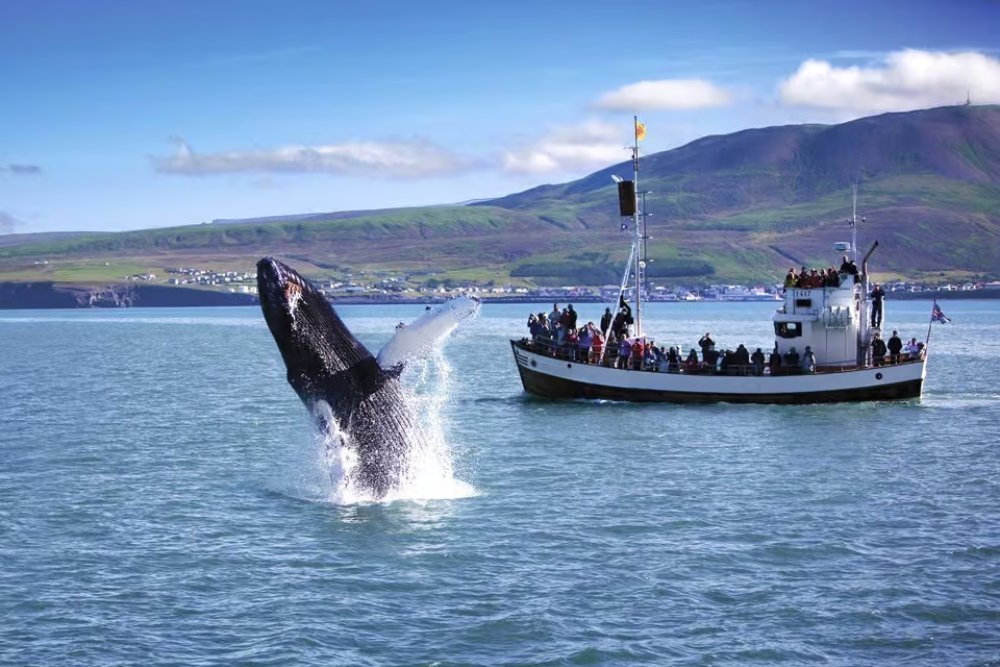 WhaleWatchingIceland