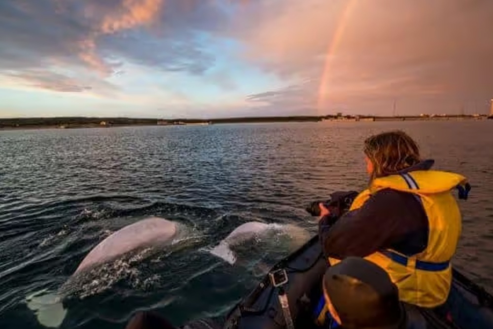 belugas-and-rainbow-experiential