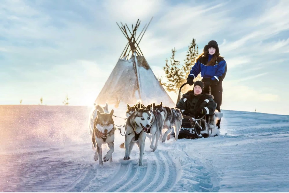huskyt-1